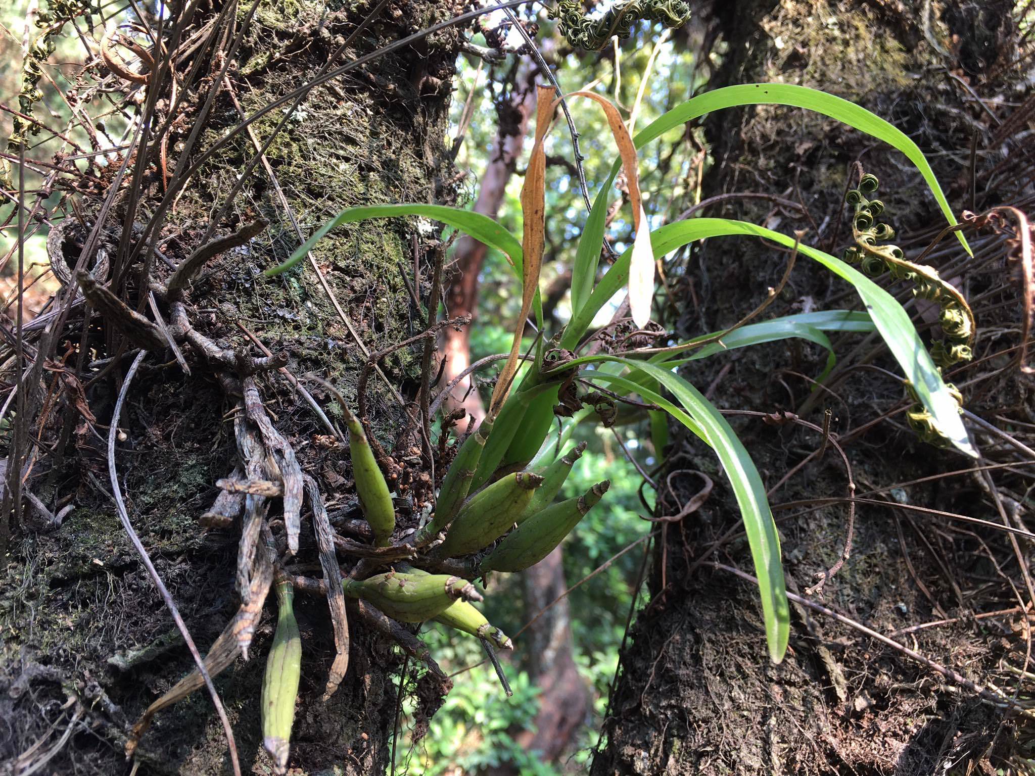 Prosthechea linkiana